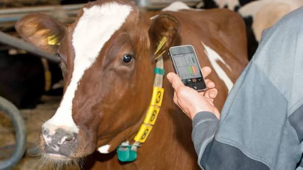Программное обеспечение управления стадом DairyPlan C21