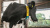 Датчик CowScout для определения охоты и мониторинга здоровья