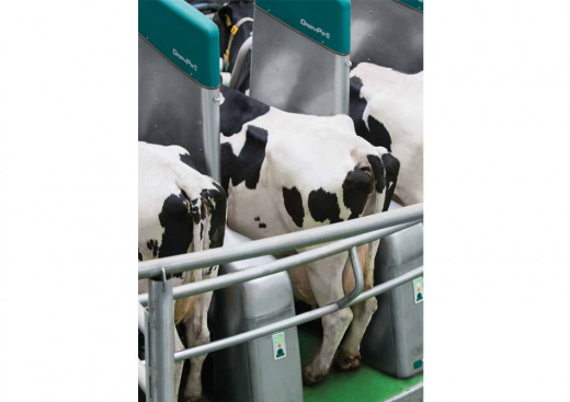 GEA DairyProQ — автоматизированная доильная карусель для крупных молочных ферм
