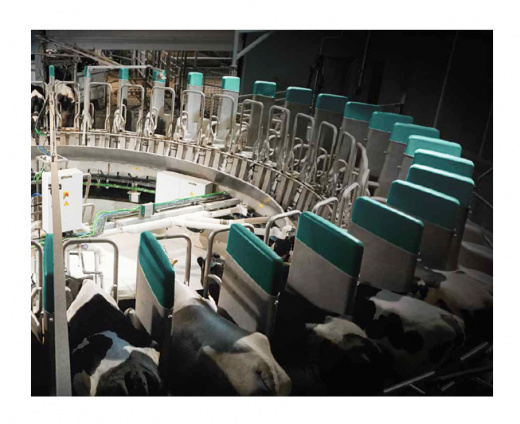GEA DairyProQ — автоматизированная доильная карусель для крупных молочных ферм