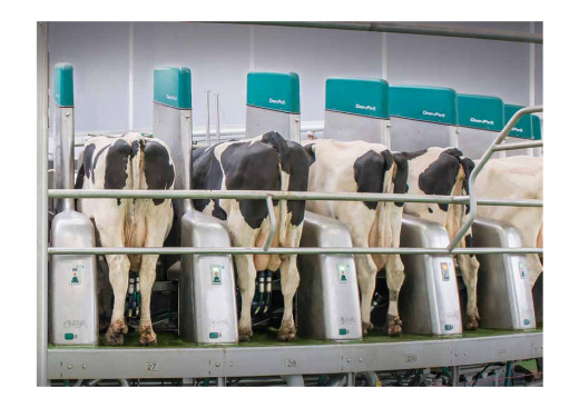 GEA DairyProQ — автоматизированная доильная карусель для крупных молочных ферм